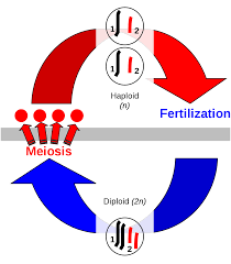 Sexual Reproduction Wikipedia