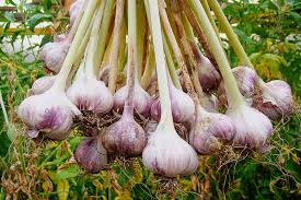 how to plant and grow garlic gardener