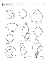Seashell Shapes Identification