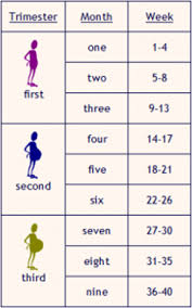 Pregnancy By Week Calendar Under Fontanacountryinn Com