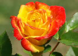 a rose colored garden 10 diffe