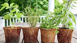 Image result for herbs