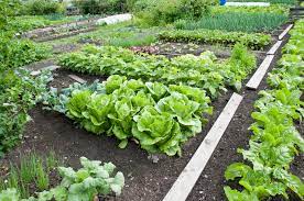 how to make your community garden plots