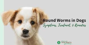 roundworms in dogs symptoms