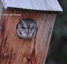 Screech Owl In The House Digging
