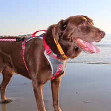 Kurgo Journey Dog Harness Red And Charcoal