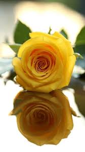 rose yellow flowers hd phone