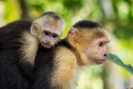 aren t monkeys so cute uneven