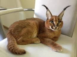 Over 10,000+ pet ads online ! Cheetoh Cat Caracal Margay Ocelot Savannah And Spynx Kittens For Sale Picture Caracal Cat Small Wild Cats Cats