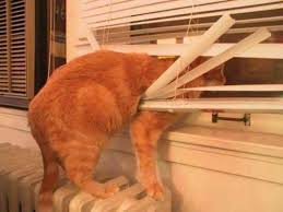 Home | keeping cats secure with elegant cat proof fencing. Pet Friendly Window Treatments Window Blind Outlet
