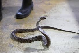 Cara mencegah ular masuk ular selanjutnya ialah dengan memasang tiang bertengger. Pakar Mengepel Cara Sederhana Cegah Ular Masuk Ke Rumah Republika Online