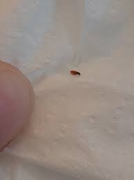 identifying reddish brown bugs in the