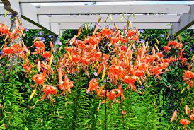 blooming tiger lilies along my winding