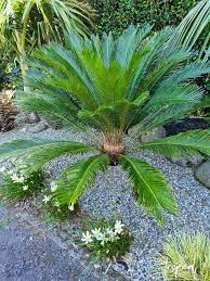 30 Palm Trees For Your Garden Creating