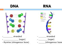 Dna coloring biology libretexts, km 754e 20151221092331, dna coloring worksheet docx dna the double helix recall, dna coloring page thecolor com, dna double helix coloring. Dna The Double Helix Answer Key Discovery Of Dna Structure And Function Watson And Crick
