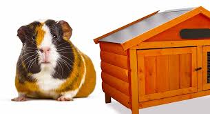 Best Wooden Guinea Pig Cage Tips And