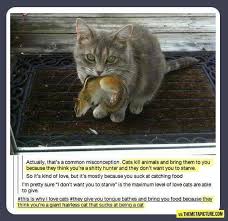 Why do male cats bring home dead animals? Life Cheating On Twitter Why Cats Bring You Dead Animals Http T Co Witp8bwqkt