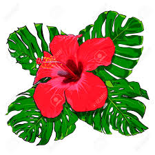 Come disegnare disegni fiori kawaii facile è l'oggetto della nostra video di oggi. Disegni Fiori Tropicali Coloring And Drawing