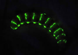 glowworm beetle family phenidae
