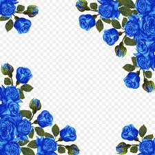 blue rose blue gold flower fl plant