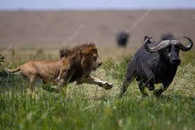 Male lion in confrontation with Cape buffalo - Stock Image - C040/7510 -  Science Photo Library