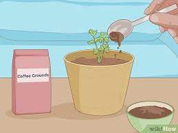 3 Ways To Grow Plants Faster Wikihow