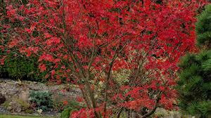bloodgood anese maple tree a guide