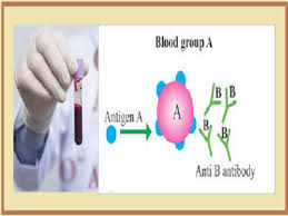 what does blood group type a mean