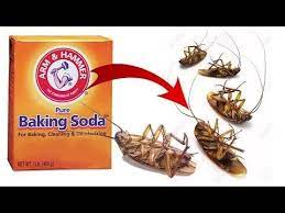 how to get rid of roaches from home