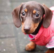 teacup dachshund are they your cup of tea