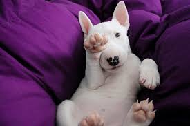 ultimate bull terrier puppy ping