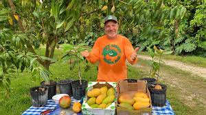 mangos does a mango tree produce