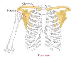 The shoulder joint is formed where the humerus (upper arm bone) fits into the scapula (shoulder blade), like a ball and socket. Shoulder Girdle Wikipedia