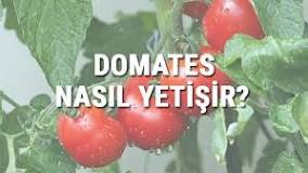en-güzel-domates-nasıl-yetiştirilir