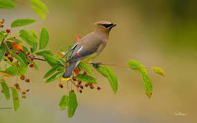 Native Animal Profile Cedar Waxwing