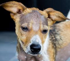 Several bacterial strains, including many types of staphylococcus bacteria, can cause dogs to experience skin and coat problems.in addition to hair loss, these types of infections can cause redness, swelling, and itchiness. How To Treat Alopecia In Dogs