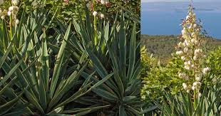 Yucca Gloriosa Care: Growing The Spanish Dagger Plant