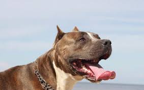 Routine vet visits should also be a part of his care. American Pitbull Terrier