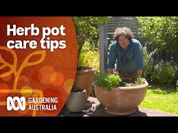 How To Maintain Your Potted Herb Plants