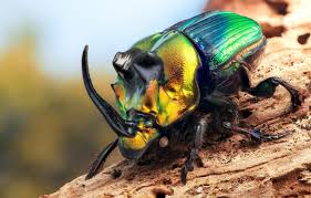 beetle insect wallpapers wallpaper cave