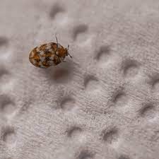 getting rid of carpet beetles thriftyfun