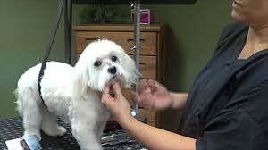 We did not find results for: Grooming A Maltese Puppy Cut Trailer Youtube