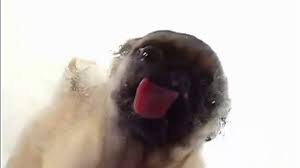 pug licking screen you