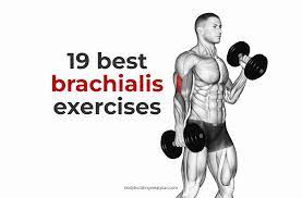 19 top brachialis exercises for bigger