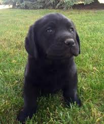 Browse thru labrador retriever puppies for sale in washington, usa area listings on puppyfinder.com to find your perfect puppy. Akc Black Lab Puppies For Sale In Medford Oregon Classified Americanlisted Com