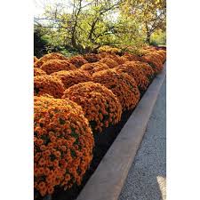 How doers get more done. Encore Azalea 3 Qt Chrysanthemum Mum Plant With Orange Flowers 6103 The Home Depot