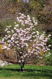 Many trees sold as suitable for street planting are also suitable for small gardens as they are often bred to be narrow in outline. The Magnolia Tree Is One That Will Make Your Front Garden Complete Home Beautiful Magazine Australia