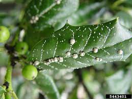 diagnosing holly leaves with white spots