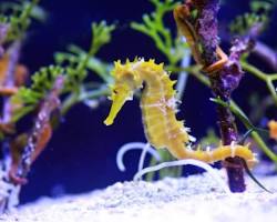 Seahorses aquarium pet