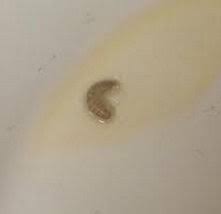 Woman finds worms in her little debbie snack brownies. Worms Or Larvae In Kitchen Drawers And On Counters All About Worms